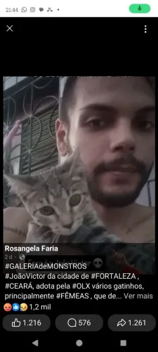ASSASSINO DE GATINHOS