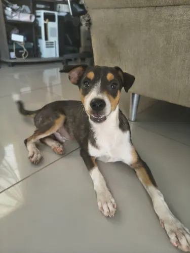 CACHORRO PARA ADOÇÃO