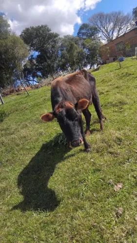 Vendo Vaca