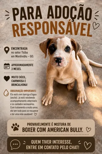 Pet para adoção