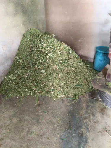 Silagem para alimentação animal.