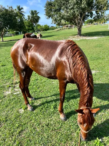 Égua de luxo 