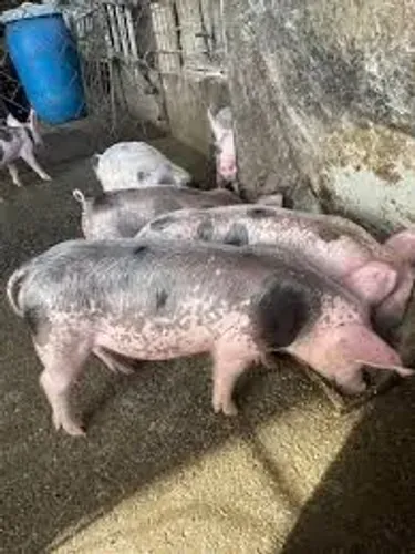 Doação de Leitões e Porca Mojada