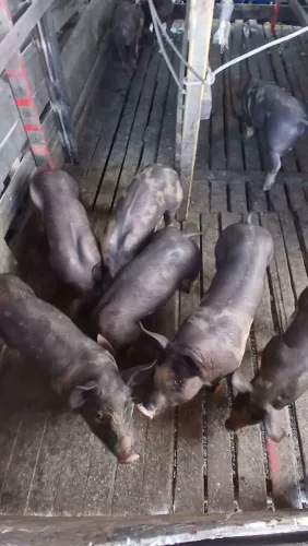 Ótimos Leitões a venda são 10