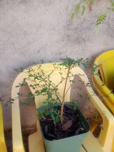 Doação muda de sete copas africana 
