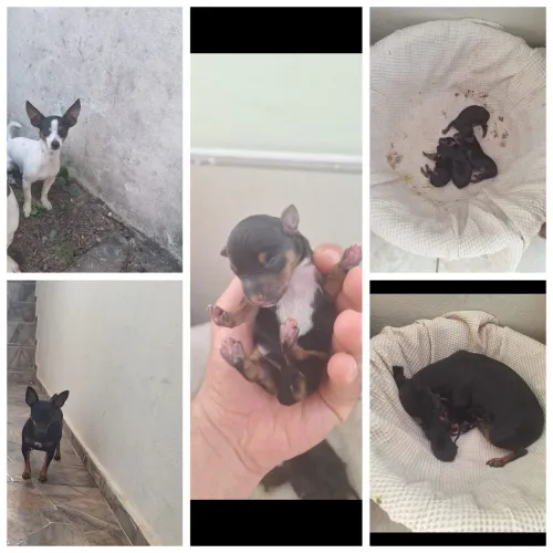 PINSCHER