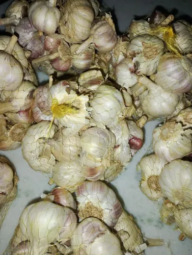 Cabeça de alho extra selecionado 