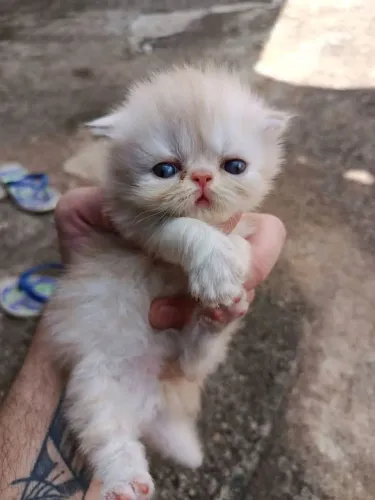 Gato Persa Himalaia Prop Veterinário 