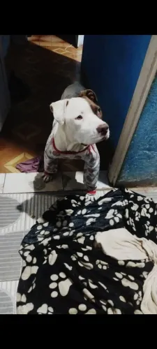 Doação de cachorro