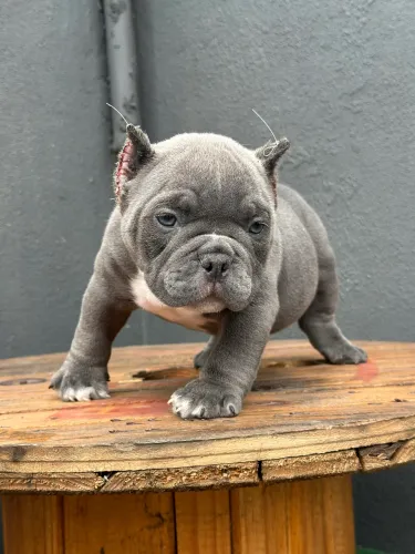 AMERICAN BULLY MICRO - MACHO
