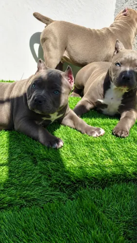 american bully alto nível linhagem importada 