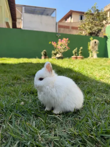 Coelho anão de Netherland Dwarf