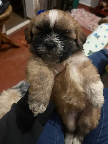 Cachorro