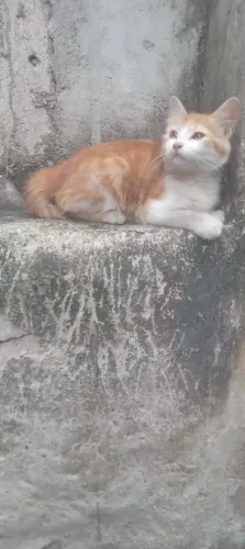 Gatinha Filhote Amarelinha - raridade - para adoção Rio de Janeiro