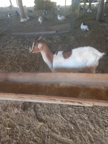 Cabra, cabrito, bode, carneiro, ovelha e cordeiro