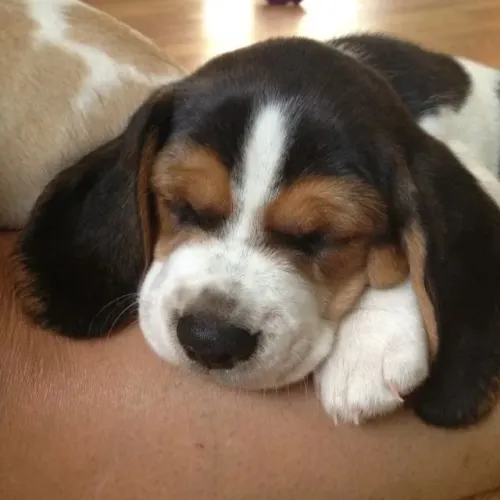 Beagle Um filhote que combina com sua nova família