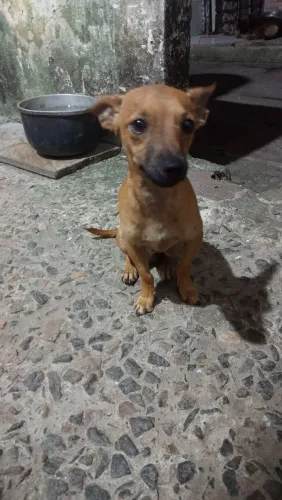 Vendo esse lindo cachorro ?