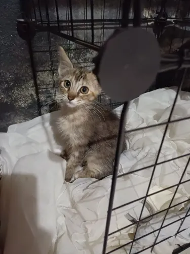 Doa-se gatinhos
