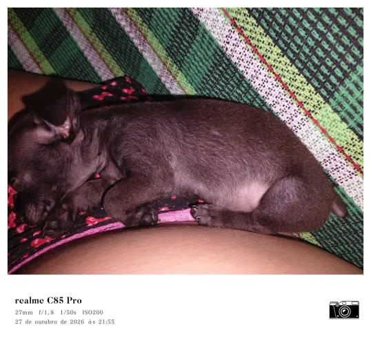 Pinscher 0