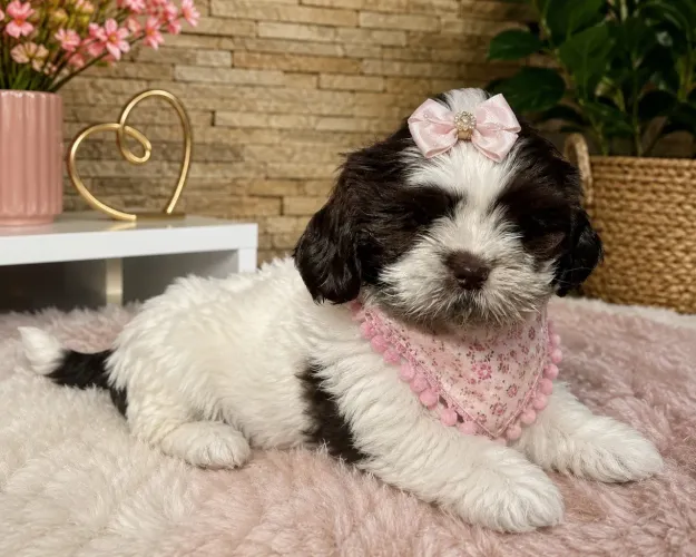 Shih tzu fêmea branca e chocolate olhos verdes