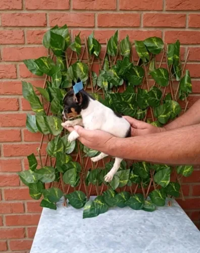 Amigo de Quatro Patas Alegre