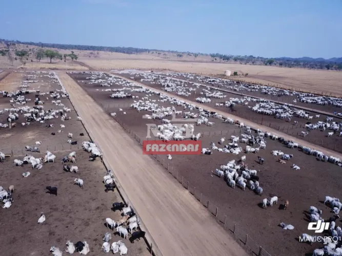 Fazenda 1.063,16 Alqueires (5.145,69 hectares) Arraias - TO