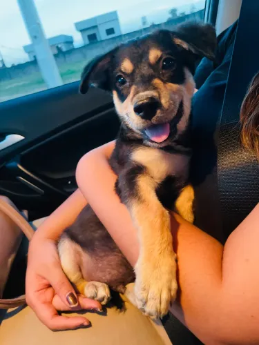Cachorrinho castrado p/ adoção responsável!
