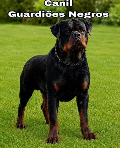 Canil especializado em Rottweilers