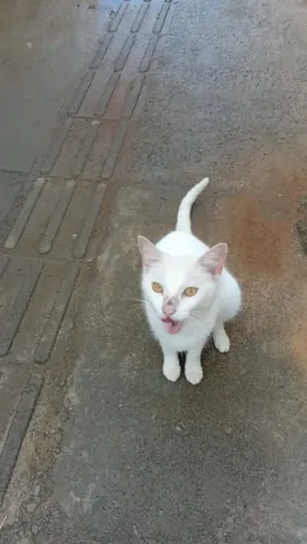 Doação gata fema castrada 