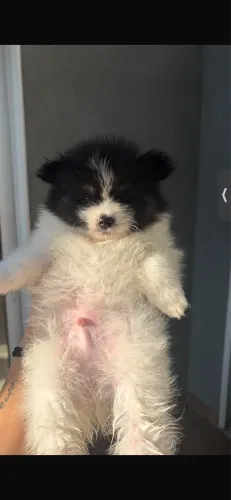 Spitz Alemão