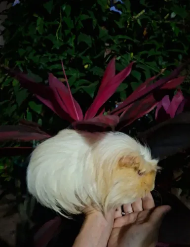 Porquinho da india de pelos longos