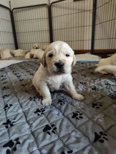 Filhotes de Golden Retriever | Um amigo para compartilhar felicidade.