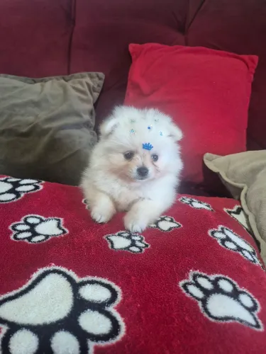 LULU DA PALMERANIA ANÃO MACHO