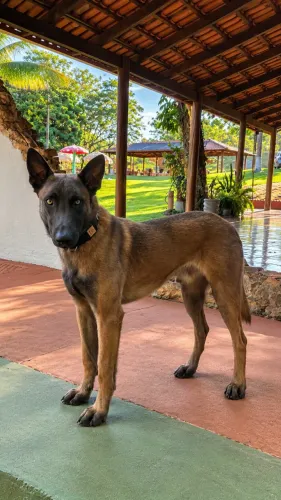 Pastor belga Malinois para Cobertura
