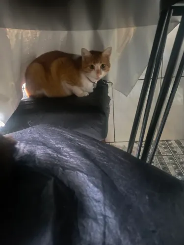 doa se 2 gatos macho castrado um tem 1 ano outro tem 3 anos 