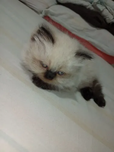 Gato persa