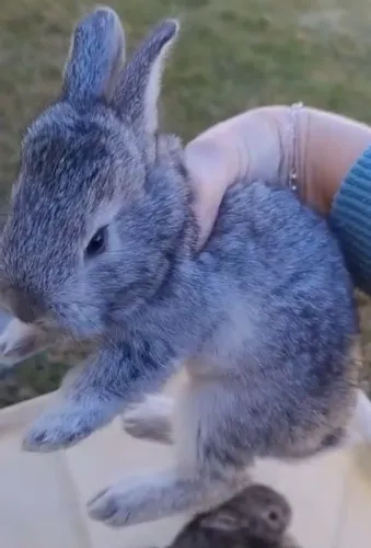 Coelhos Gigante Chinchilão Disponível