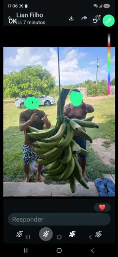 Mudas de bananas BRS TERRA ANÃ PACOVAN
