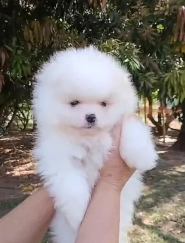 Spitz