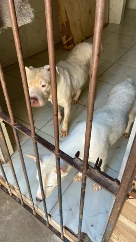 Adote um anjinho !