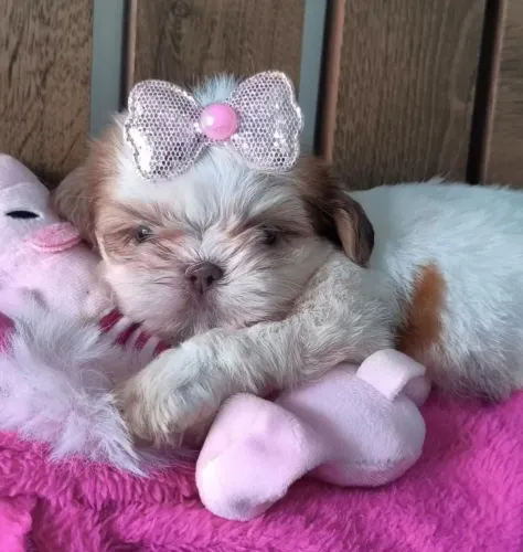 Shih Tzu fêmea