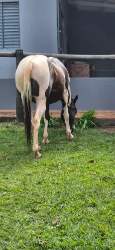 Cavalo potro paint castrado domado