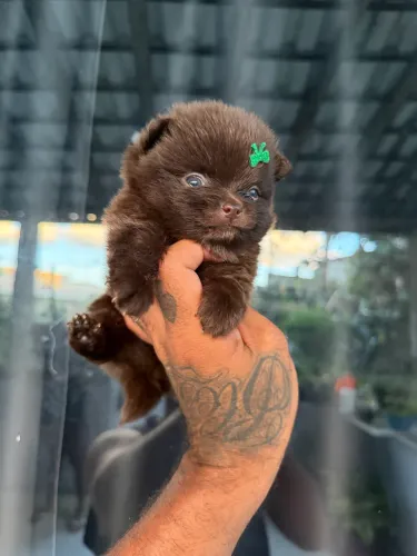 Lulu da pomerania anão chocolate