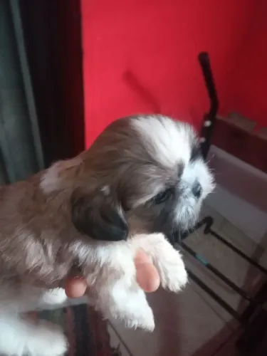 Filhotes com 2 mês, já comendo ração e tomando água, e com energia de sobra.