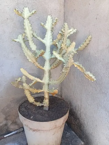 Euphorbia fantasma