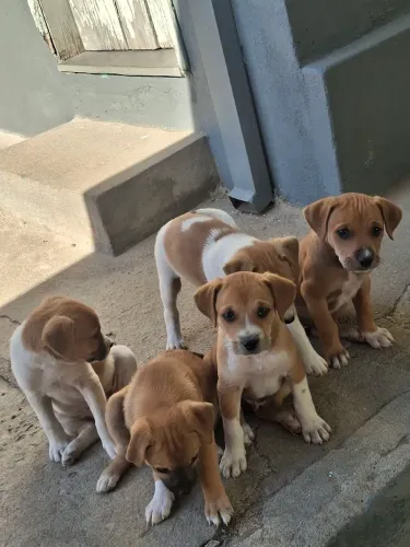 DOA-SE LINDOS FILHOTES 