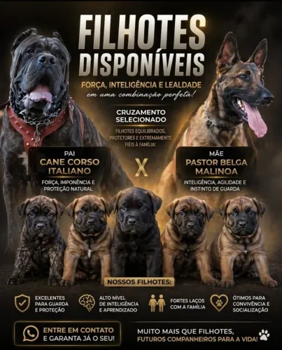 Cane Corso X Belga malinoa filhotes