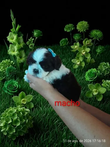 Filhote machinhos de Shitzu europeu só macho n tem fêmea
