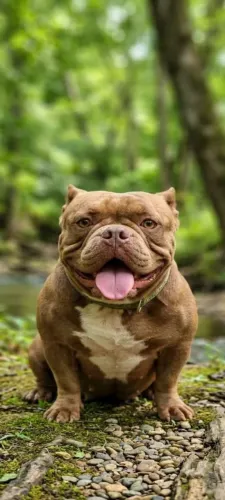 Cachorro exotic bully femea