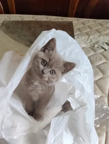 Fêmea Lilac British Shorthair
